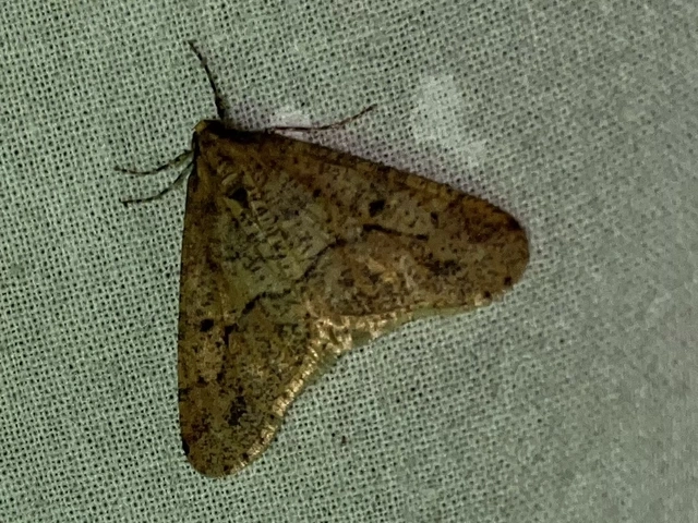 Erannis defoliaria - nagy téliaraszoló