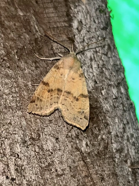 Cirrhia ocellaris - fakó sárgabagoly