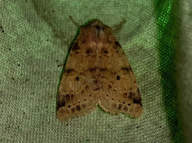 Cirrhia ocellaris - fakó sárgabagoly