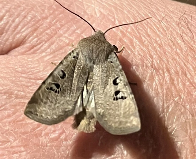 Conistra rubiginosa - szürke télibagoly