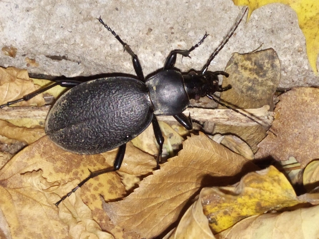 Carabus coriaceus - bőrfutrinka