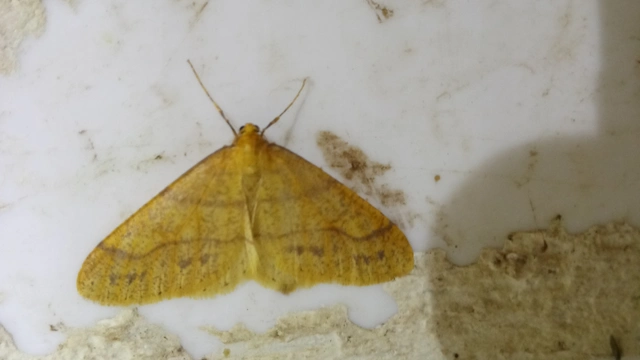 Agriopis aurantiaria - aranysárga téliaraszoló