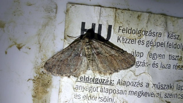 Agriopis bajaria - kökény-téliaraszoló
