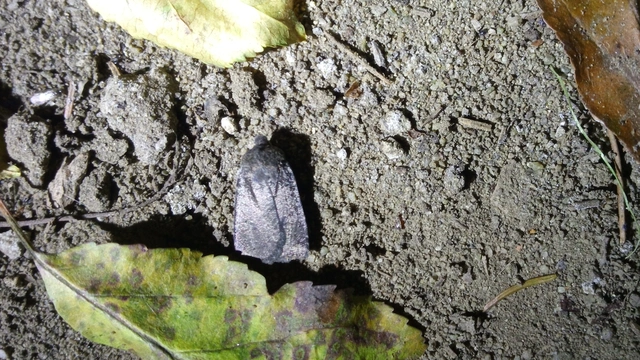Amphipyra livida - zsírfényű bagoly