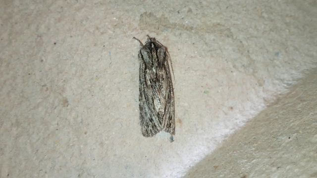 Asteroscopus sphinx - csillagnéző bundásbagoly