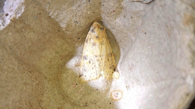 Cirrhia gilvago - foltos sárgabagoly