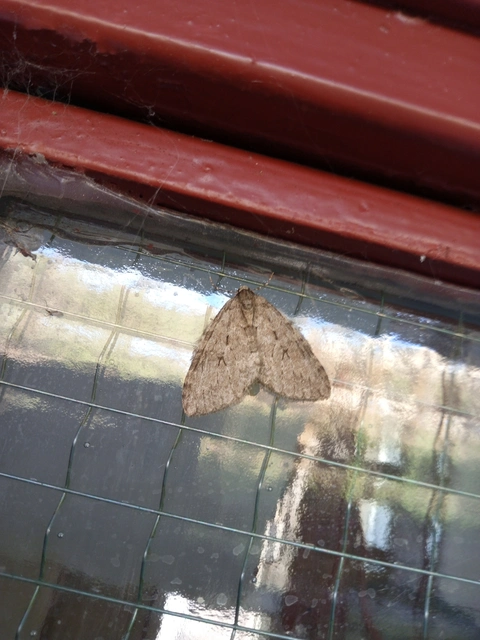 Epirrita christyi/dilutata