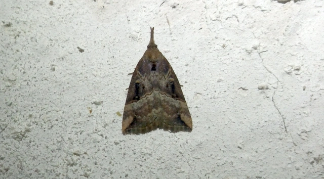 Hypena rostralis - közönséges karcsúbagoly