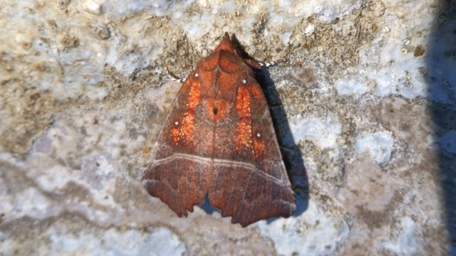 Scoliopteryx libatrix - vörös csipkésbagoly