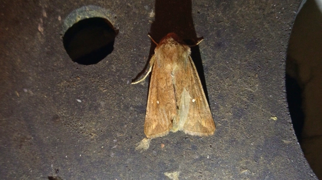 Mythimna albipuncta - fehérpettyes rétibagoly