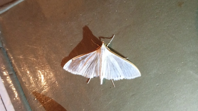 Palpita vitrealis - hófehér tűzmoly