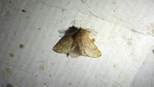 Ptilophora plumigera - tollas púposszövő