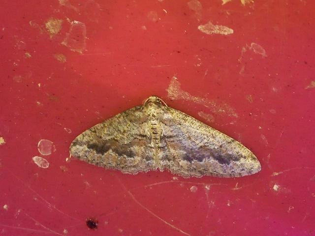 Agriopis bajaria - kökény-téliaraszoló