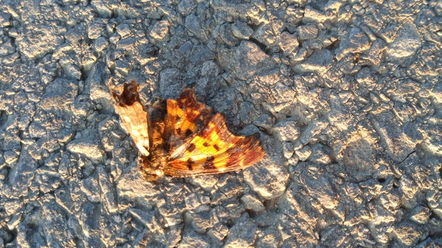 Nymphalis c-album - C-betűs lepke