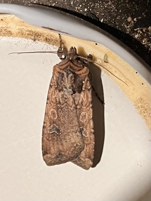 Peridroma saucia - vándor földibagoly