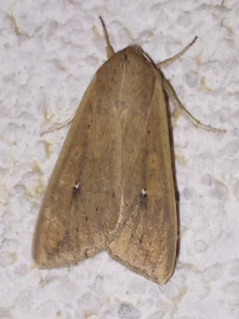 Mythimna unipuncta - hordabagoly