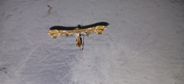 Cnaemidophorus rhododactyla - rózsabogyó-tollasmoly