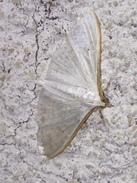 Palpita vitrealis - hófehér tűzmoly
