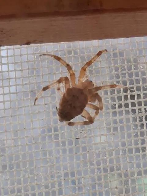 Araneidae - keresztespókok