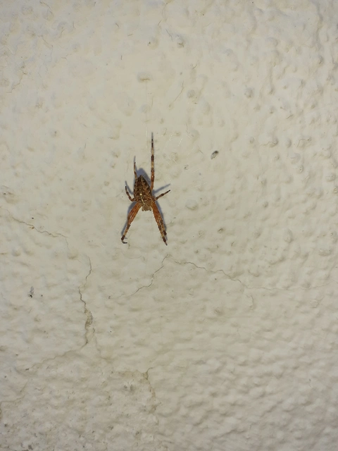 Araneus diadematus - koronás keresztespók