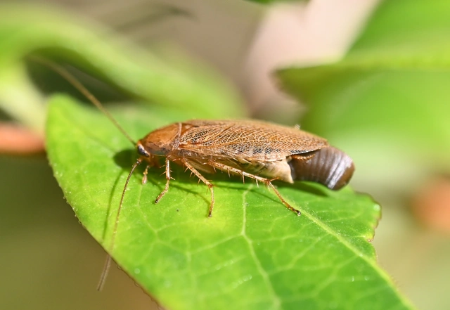 Blattodea - Csótányok Blattodea - Csótányok
