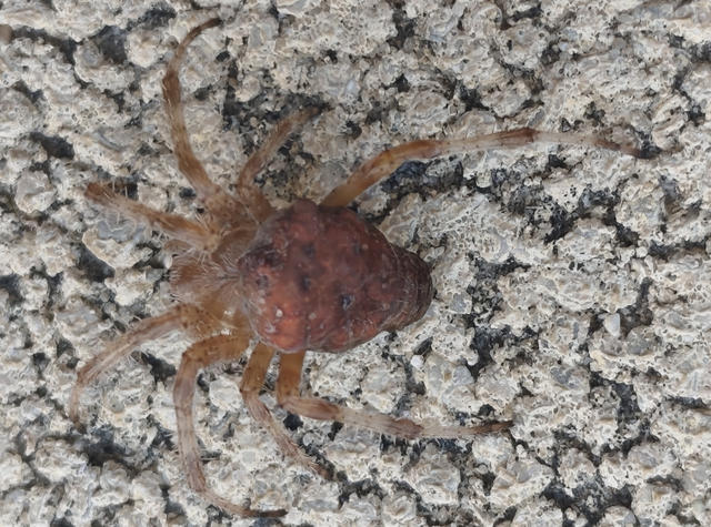 Araneidae - keresztespókok