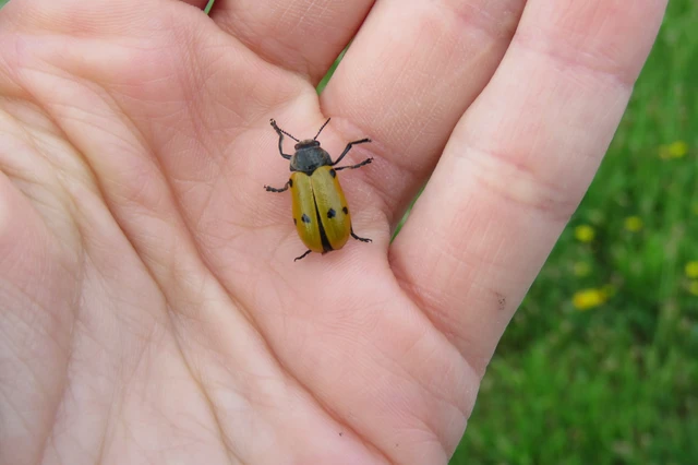 Lachnaia sexpunctata - szőrösnyakú zsákhordóbogár