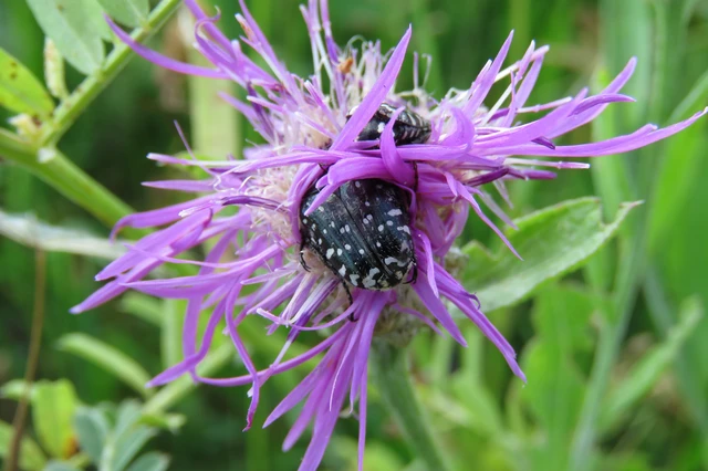 Oxythyrea funesta - sokpettyes virágbogár
