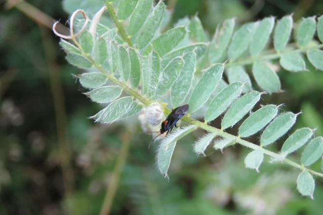 Deraeocoris