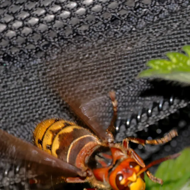Vespa crabro - lódarázs