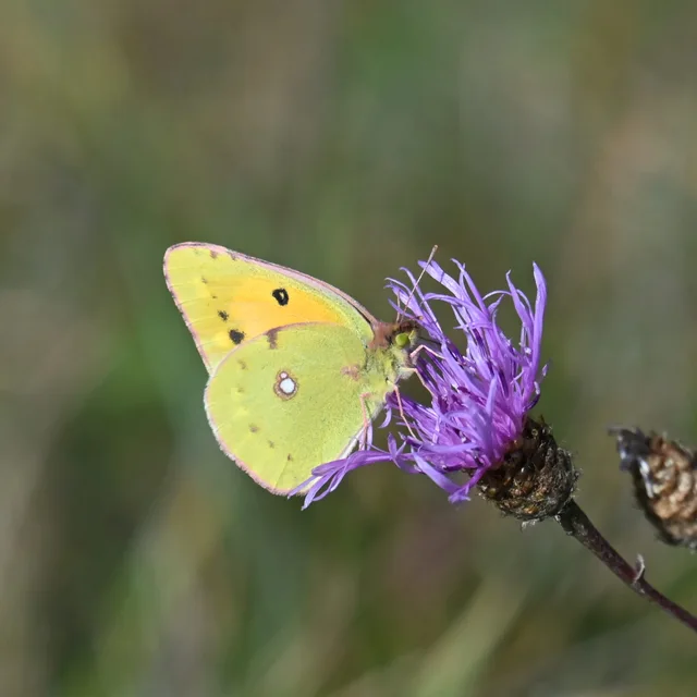 Colias croceus - sáfránylepke