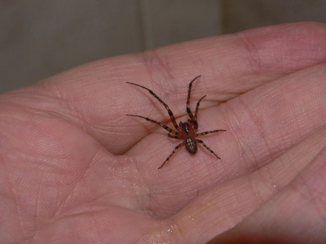 Leviellus