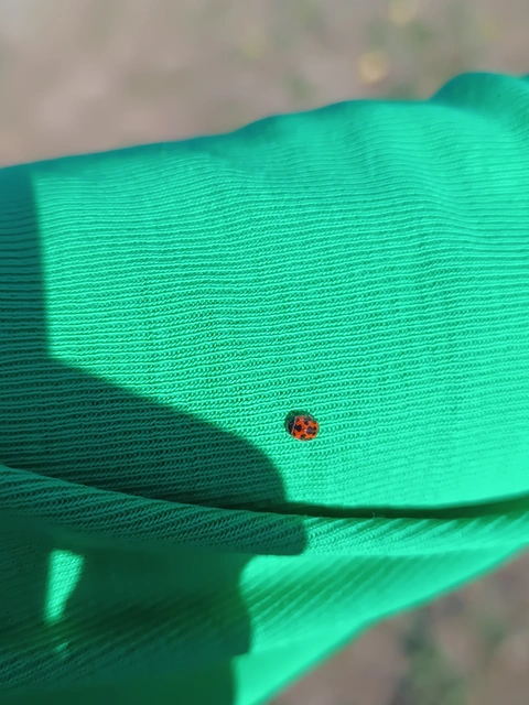 Subcoccinella vigintiquatuorpunctata - lucernaböde