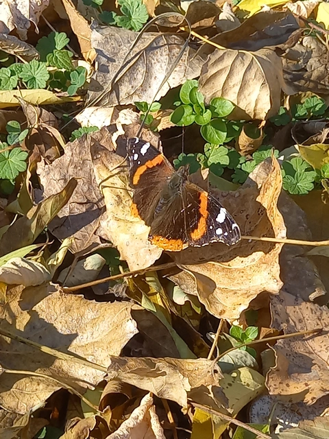 Vanessa atalanta - atalantalepke