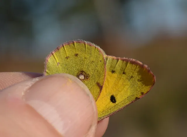 Colias croceus - sáfránylepke