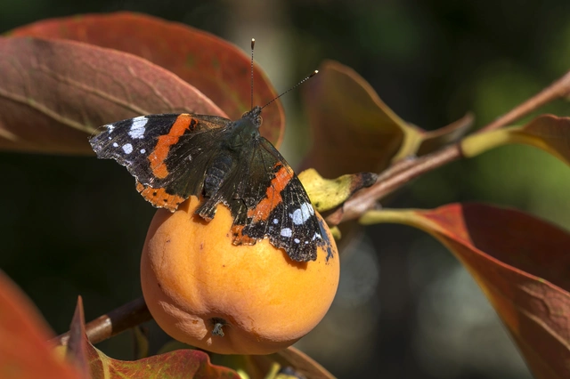 Vanessa atalanta - atalantalepke