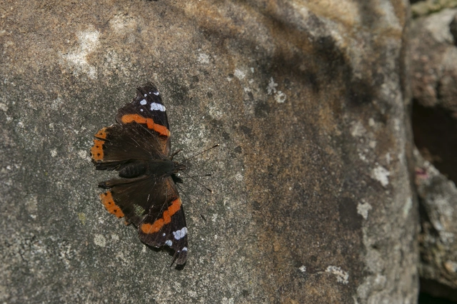 Vanessa atalanta - atalantalepke