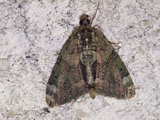 Chloroclysta siterata - salátazöld araszoló