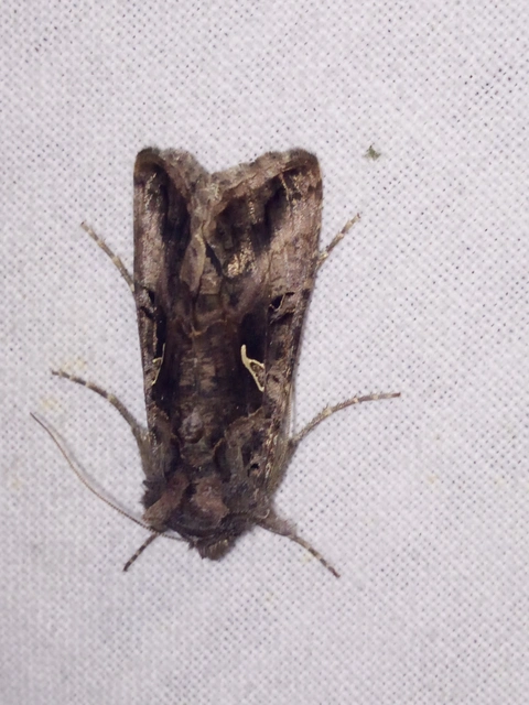 Autographa gamma - gammalepke