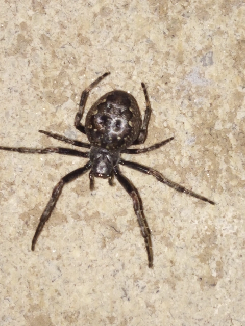 Nuctenea umbratica - közönséges rés-keresztespók