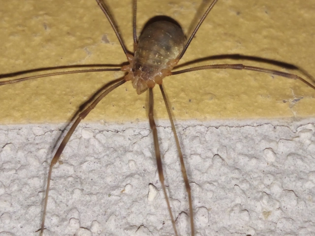 Opiliones - Kaszáspókok