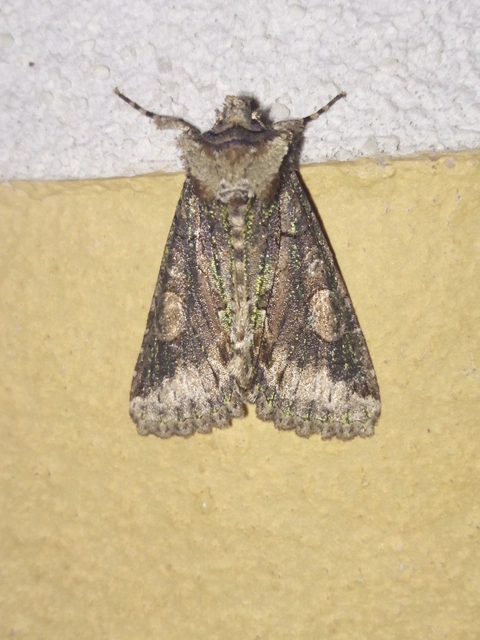 Allophyes oxyacanthae - galagonyabagoly