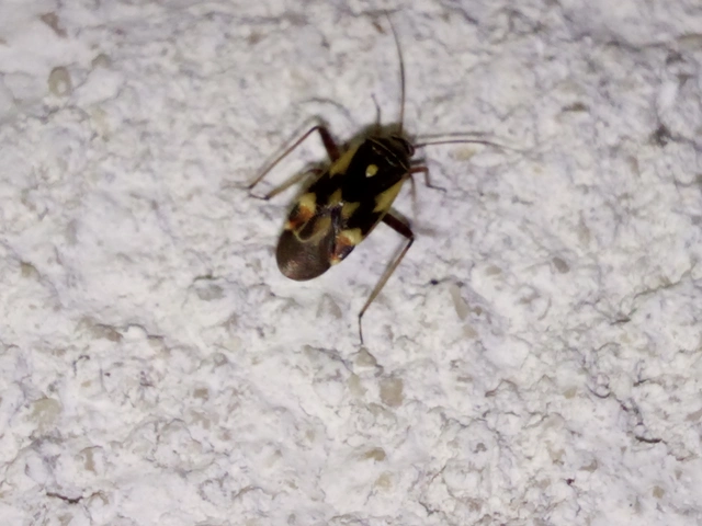 Polymerus