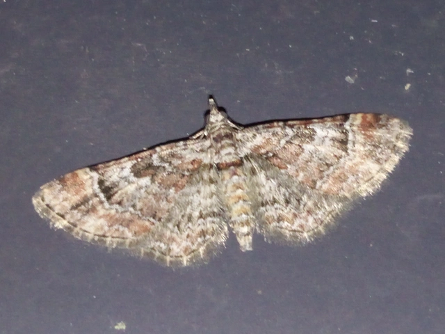 Gymnoscelis rufifasciata - vöröscsíkos törpearaszoló