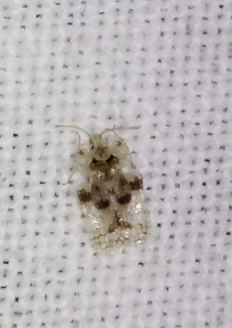Corythucha arcuata - tölgy-csipkéspoloska