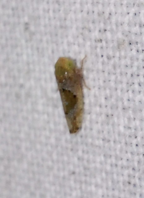 Hishimonus hamatus