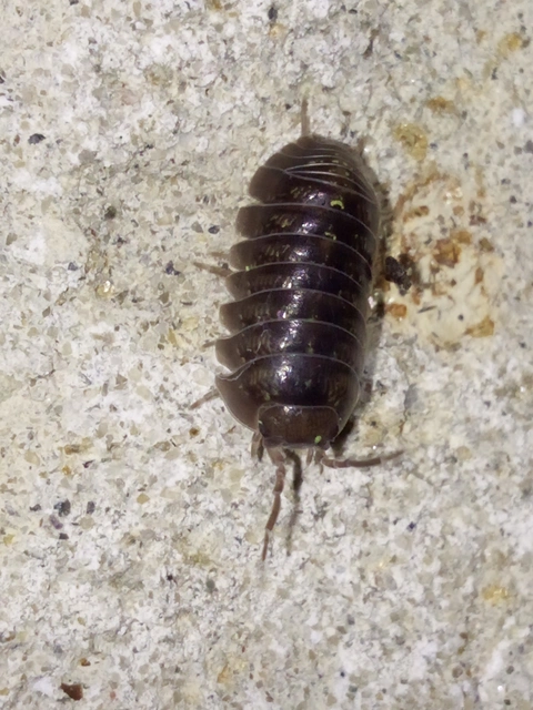 Isopoda - Ászkarákok