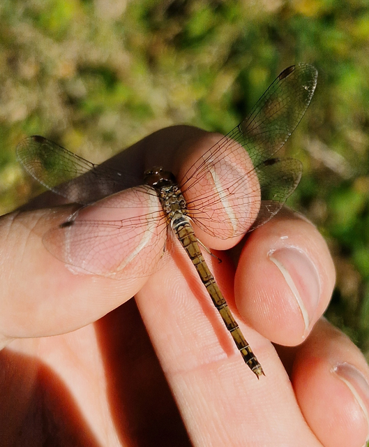 Sympetrum striolatum - harántsávos katona-szitakötő