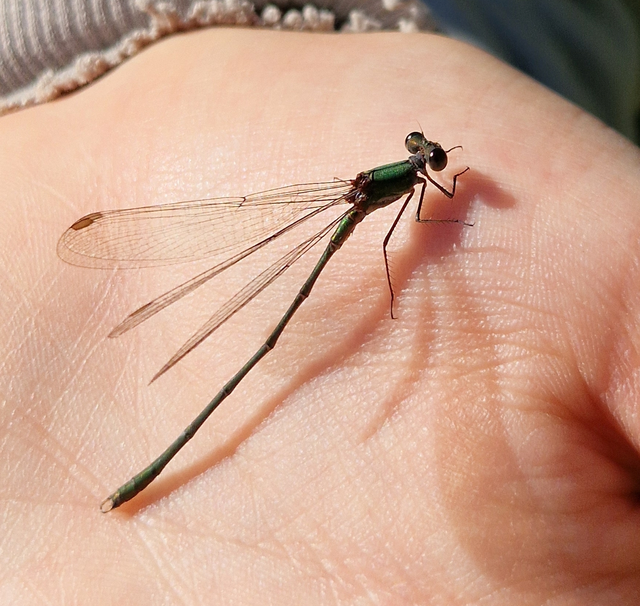 Chalcolestes viridis - nyugati zöld-rablószitakötő