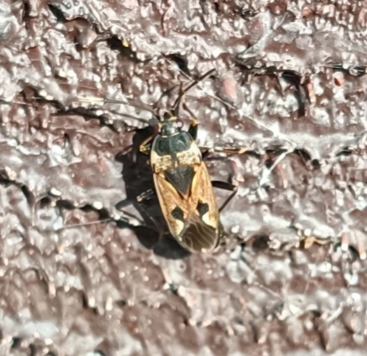 Rhyparochromus vulgaris - közönséges díszesbodobács